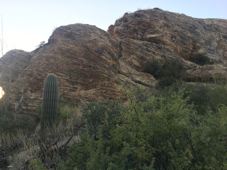 Saguaro National Park